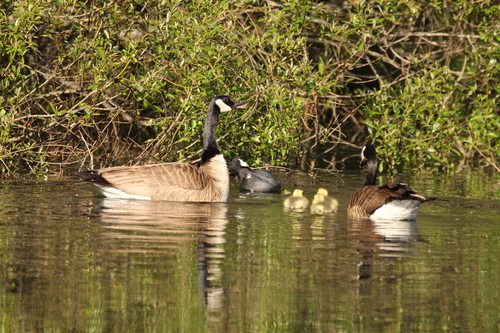iNaturalist observation photo of American Coot