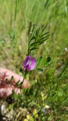Vicia sativa