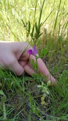 Vicia sativa