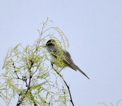 Myiarchus cinerascens