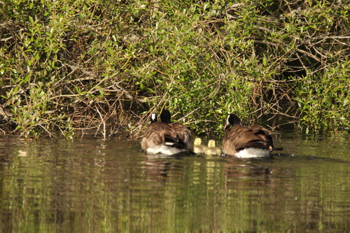 iNaturalist observation photo of Canada Goose
