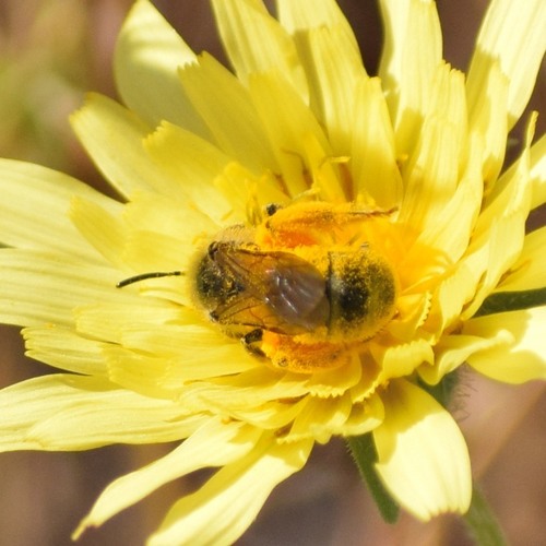 Titus's Sweat Bee photo 5