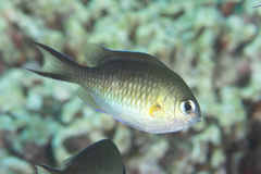 Chromis ternatensis