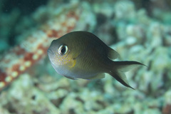 Chromis ternatensis