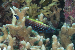 Labropsis xanthonota