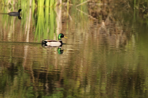 iNaturalist observation photo of Mallard
