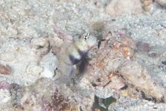 Amblyeleotris guttata