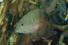 Cephalopholis urodeta