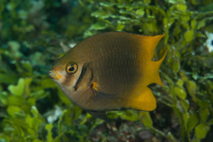 Neoglyphidodon nigroris