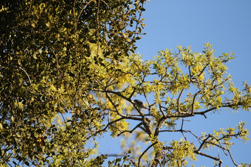 iNaturalist observation photo of Yellow-rumped Warbler