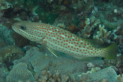 Anyperodon leucogrammicus