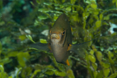 Neoglyphidodon nigroris