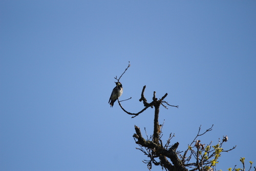 iNaturalist observation photo of Acorn Woodpecker