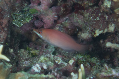 Pseudocheilinus evanidus