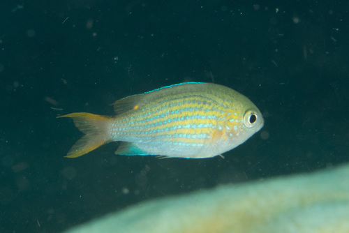 Lined chromis (Chromis lineata) — Pomacentridae — 4