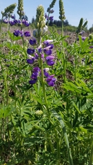 Lupinus rivularis