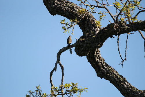 iNaturalist observation photo of Yellow-rumped Warbler
