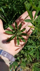 Lupinus rivularis