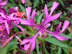 Clarkia concinna