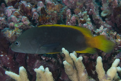 Cephalopholis cyanostigma