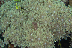 Clavularia