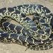 Desert Kingsnake - Photo (c) scottwahlberg, some rights reserved (CC BY-NC), uploaded by scottwahlberg