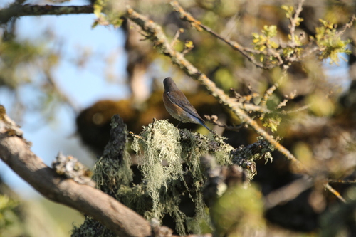iNaturalist observation photo of Western Bluebird