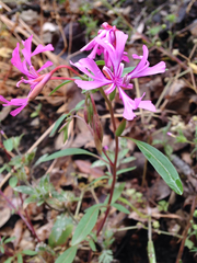 Clarkia concinna