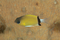 Pycnochromis retrofasciatus