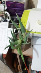 Aloe