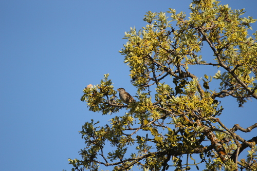 iNaturalist observation photo of Golden-crowned Sparrow
