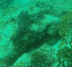 Gymnothorax castaneus