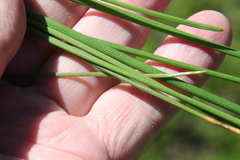Eleocharis quadrangulata
