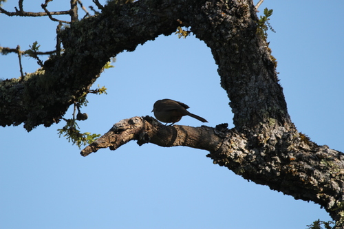 iNaturalist observation photo of California Towhee