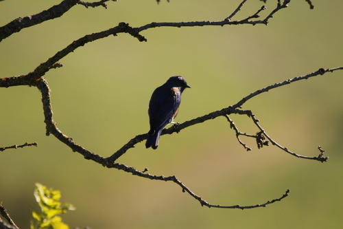 iNaturalist observation photo of Western Bluebird