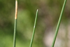 Eleocharis quadrangulata