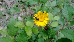 Closterotomus cinctipes