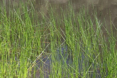 Eleocharis quadrangulata