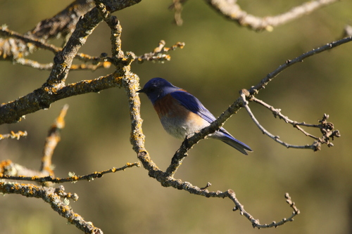 iNaturalist observation photo of Western Bluebird
