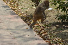 Macaca mulatta