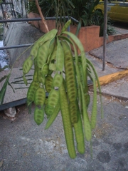 Leucaena diversifolia