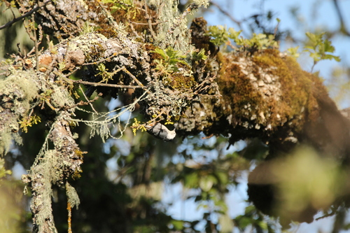 iNaturalist observation photo of White-breasted Nuthatch