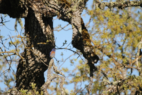 iNaturalist observation photo of Western Bluebird