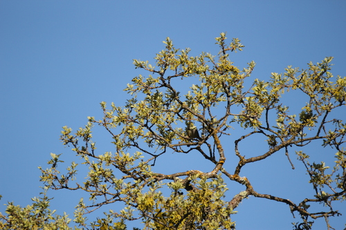 iNaturalist observation photo of White-crowned Sparrow