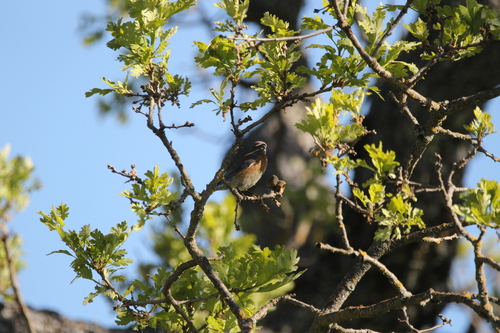 iNaturalist observation photo of Western Bluebird