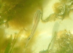 Haemulidae