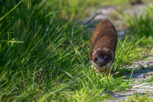 Eurasian Stoat, Rotterdam Rechter Maasoever, Rotterdam, Netherlands, photo 9 of 10