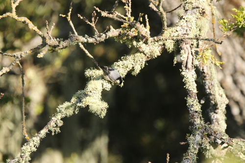 iNaturalist observation photo of White-breasted Nuthatch