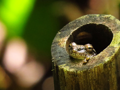 Eiffinger's Treefrog photo 4