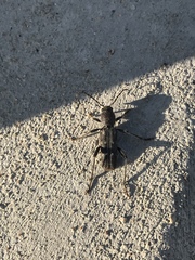 Xylotrechus sagittatus